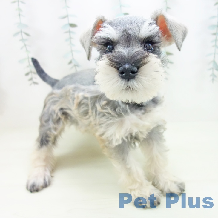 ミニチュア・シュナウザー