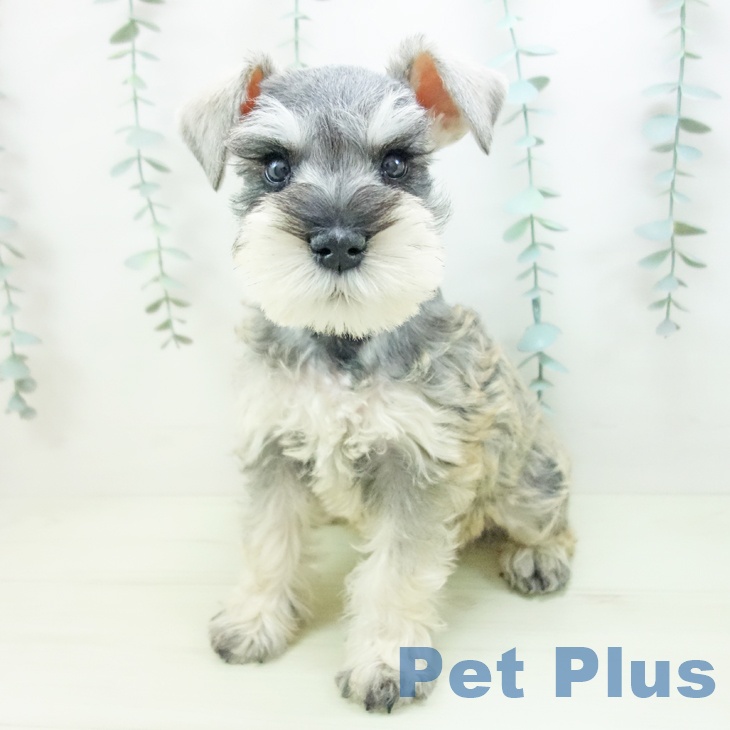 ミニチュア・シュナウザーの写真2