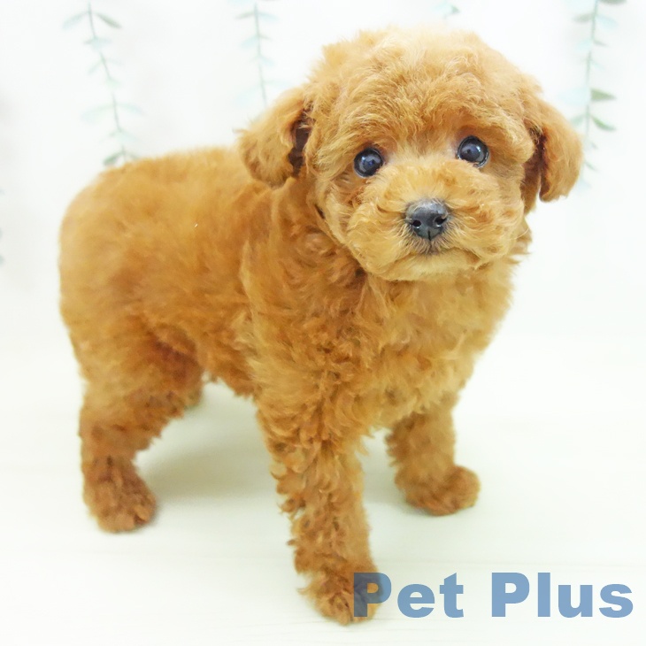 トイ・プードル