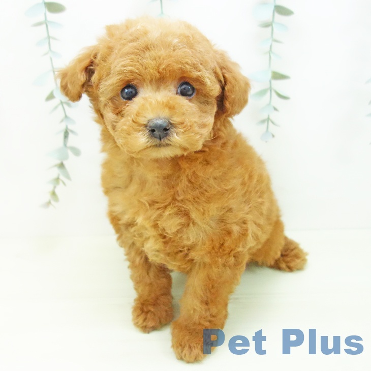 トイ・プードルの写真2