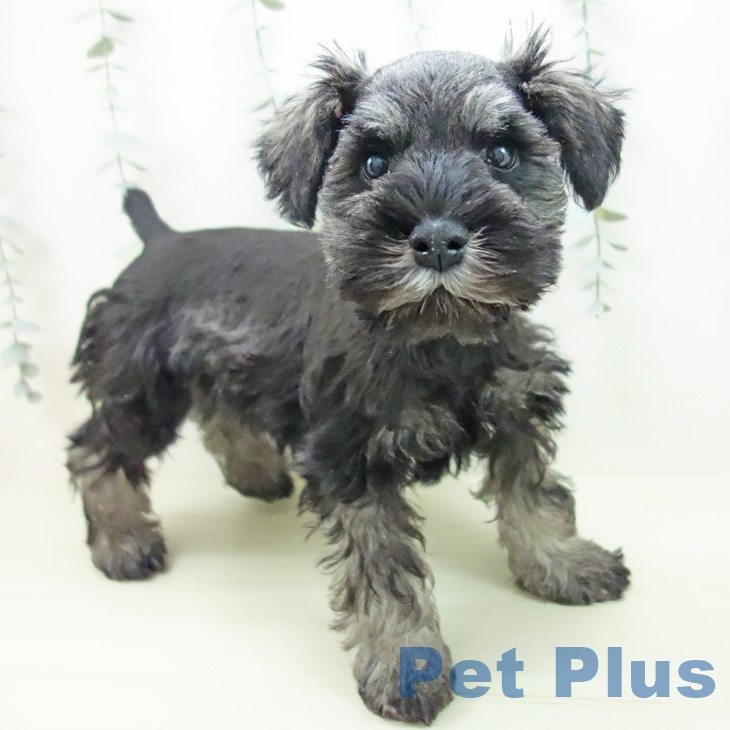 ミニチュア・シュナウザー