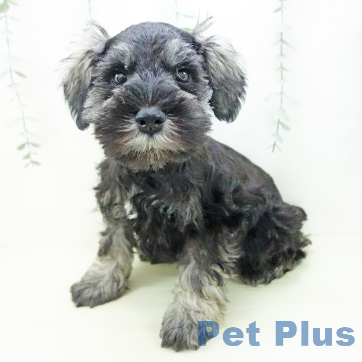 ミニチュア・シュナウザー