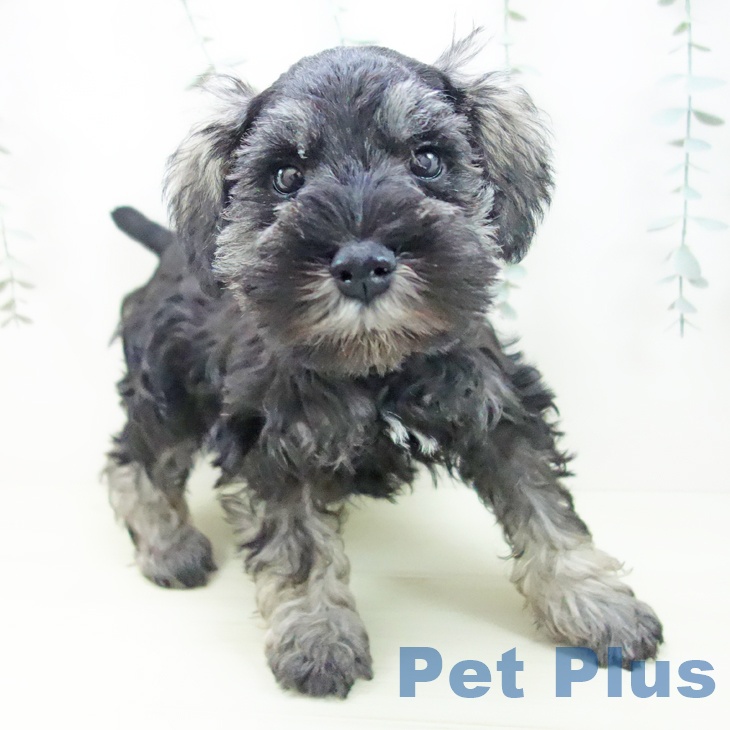 ミニチュア・シュナウザーの写真2