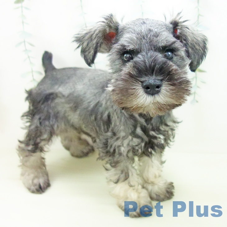 ミニチュア・シュナウザー