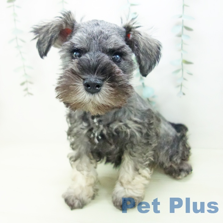 ミニチュア・シュナウザーの写真2