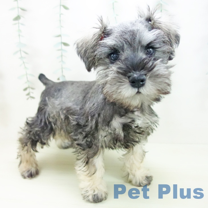 ミニチュア・シュナウザー