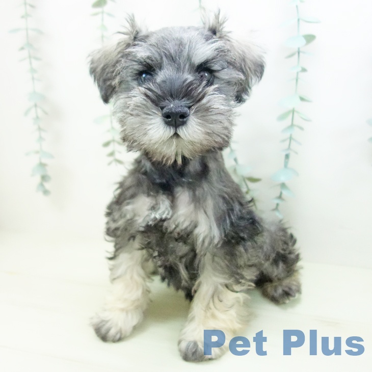 ミニチュア・シュナウザーの写真2