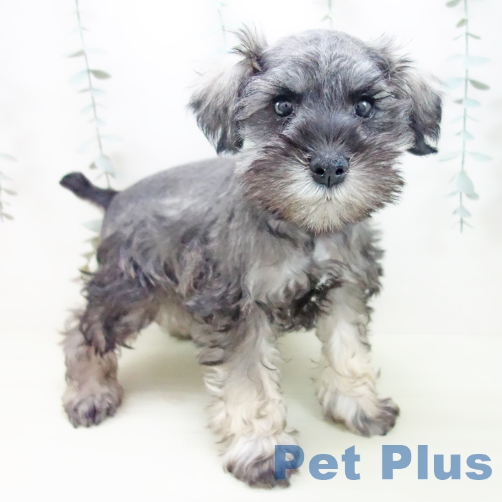 ミニチュア・シュナウザー