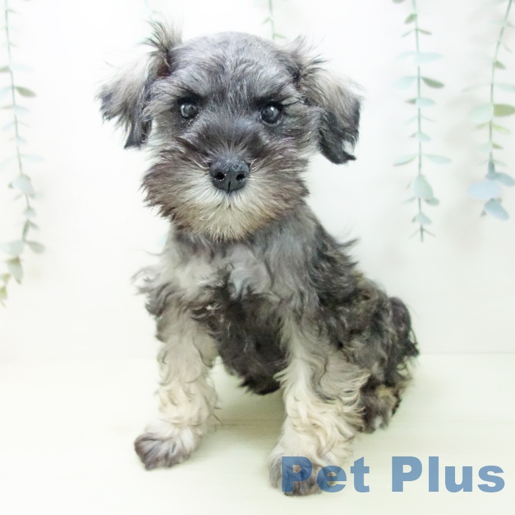 ミニチュア・シュナウザーの写真2