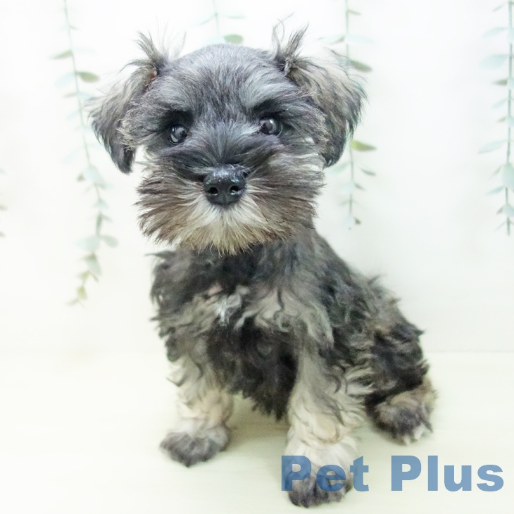 ミニチュア・シュナウザー