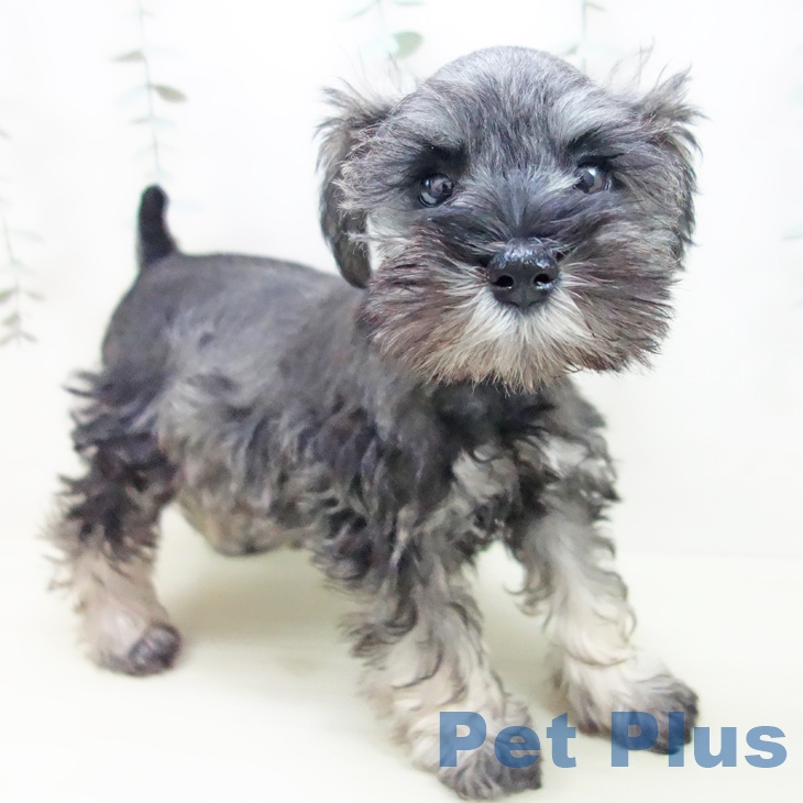 ミニチュア・シュナウザーの写真2