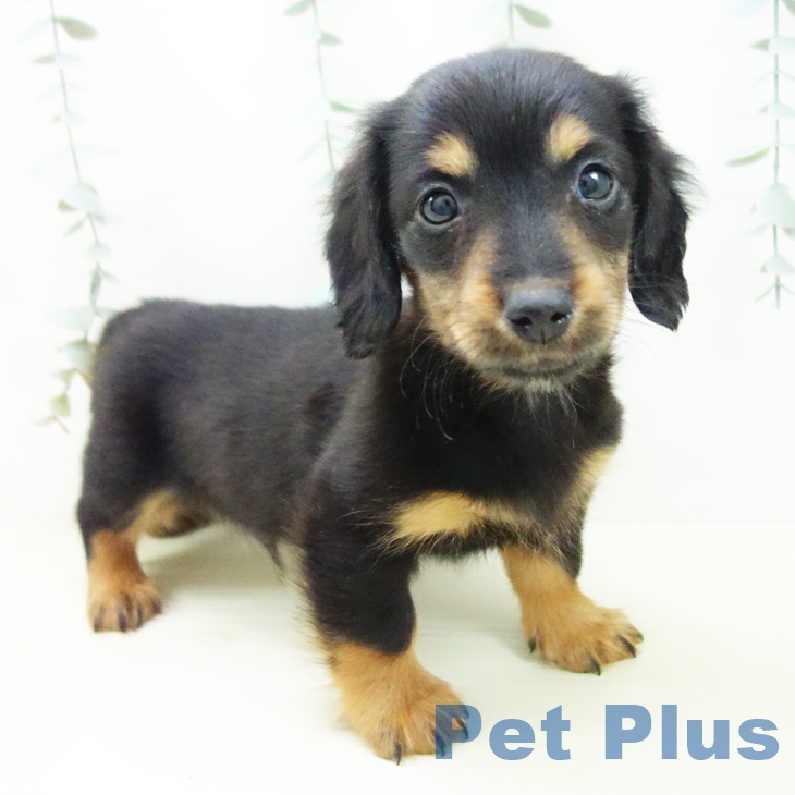 ミニチュア・ダックスフンド