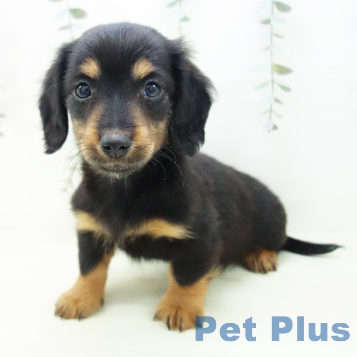 ミニチュア・ダックスフンドの写真2