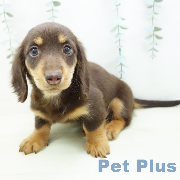 ミニチュア・ダックスフンド