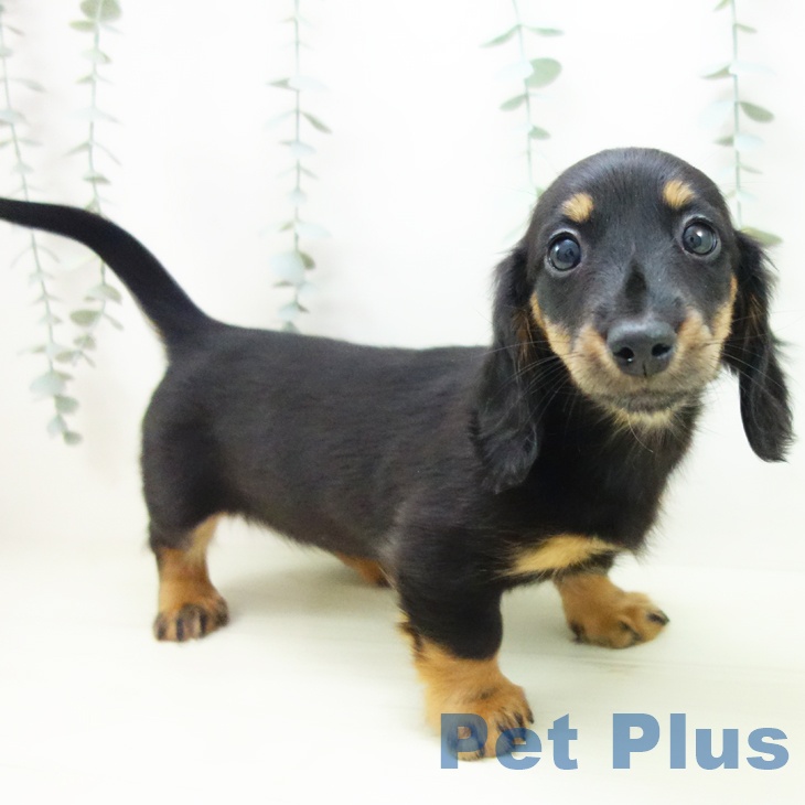 ミニチュア・ダックスフンドの写真2