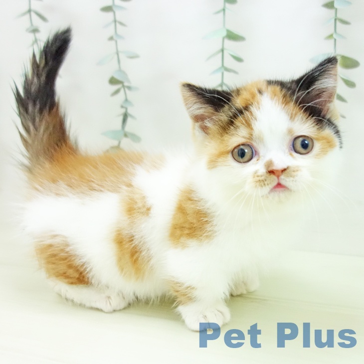 ミヌエットの写真2