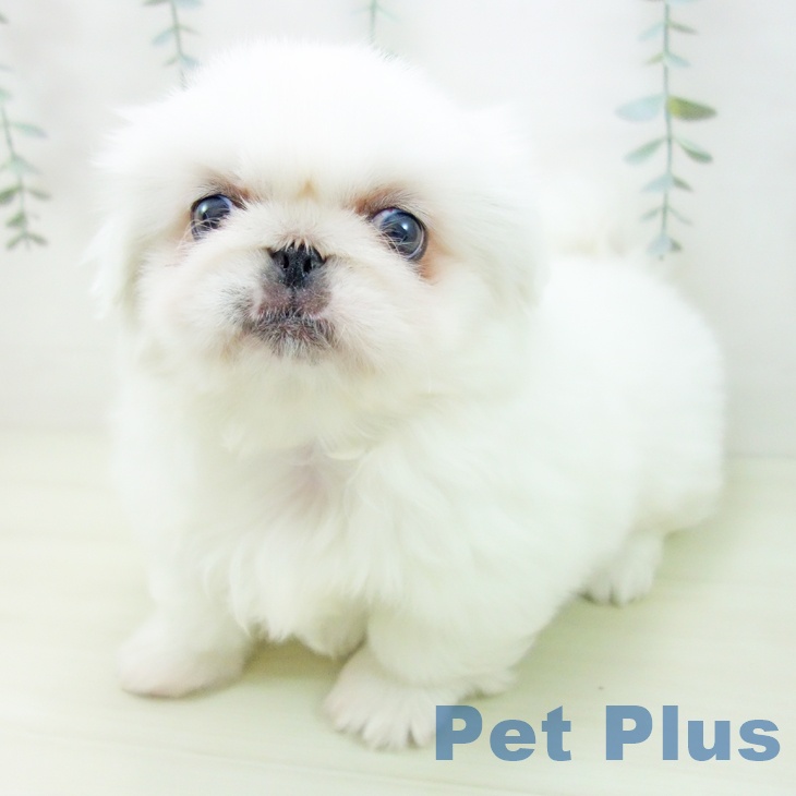 ペキニーズの写真2