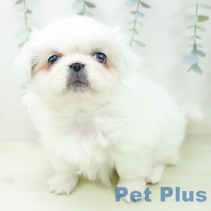 ペキニーズの写真2