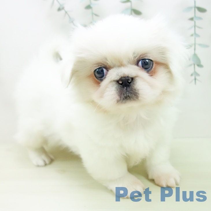 ペキニーズの写真2
