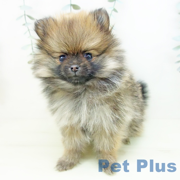 ポメラニアンの写真2