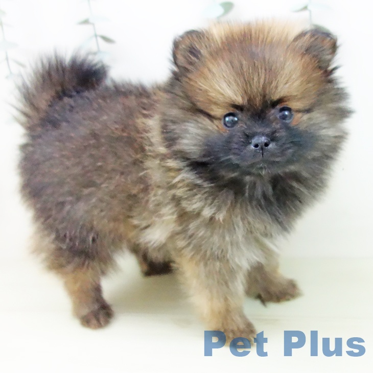 ポメラニアンの写真2