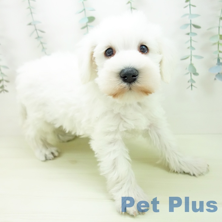 ミニチュア・シュナウザー