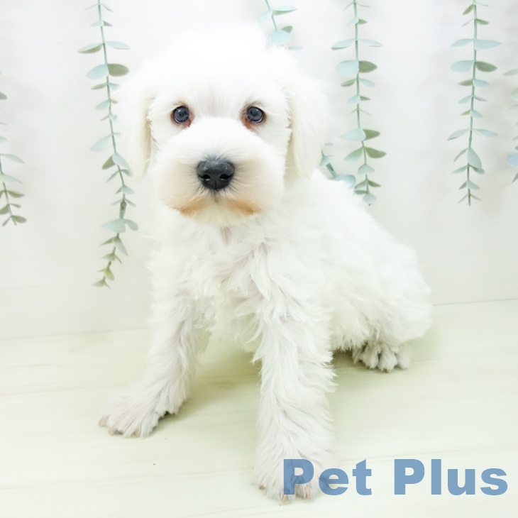 ミニチュア・シュナウザーの写真2