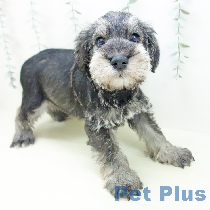 ミニチュア・シュナウザー