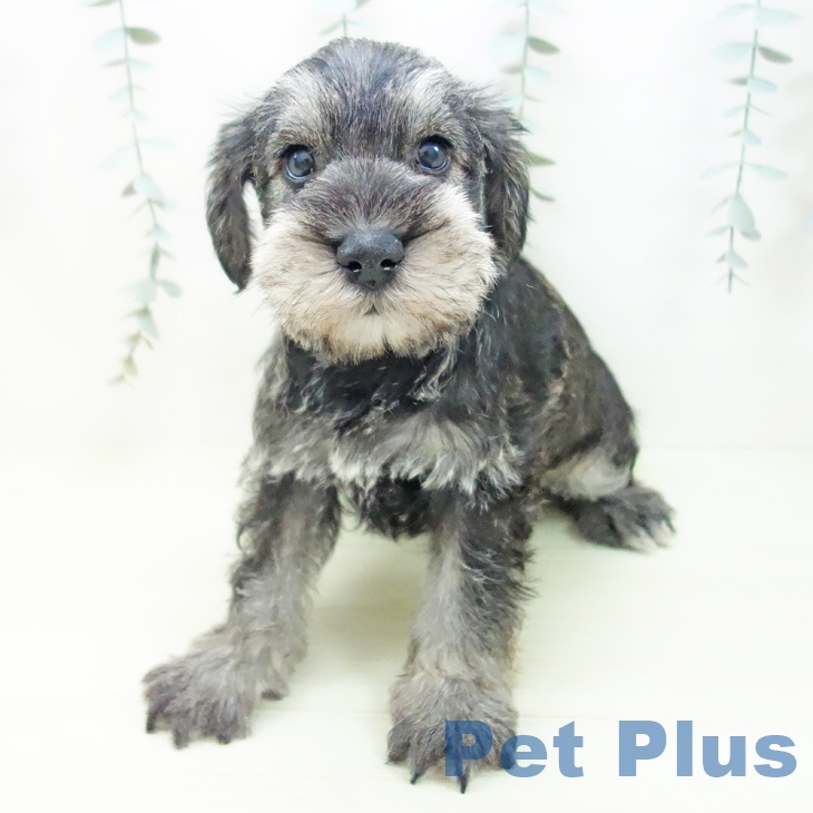 ミニチュア・シュナウザーの写真2