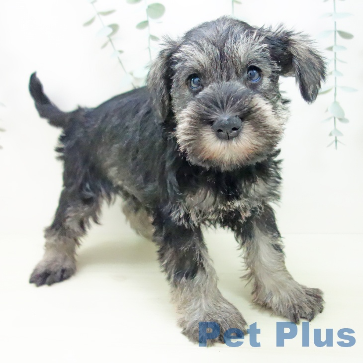 ミニチュア・シュナウザー