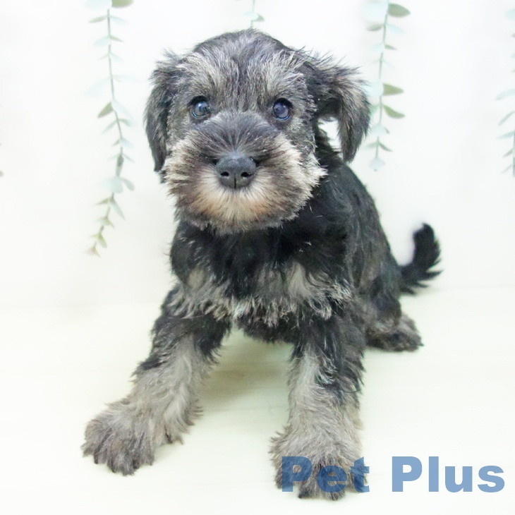 ミニチュア・シュナウザーの写真2