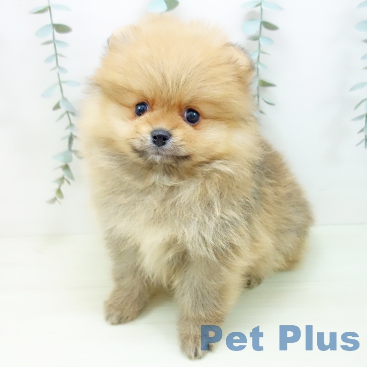 ポメラニアンの写真2