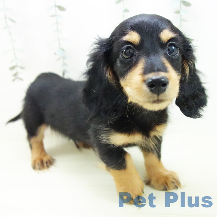 ミニチュア・ダックスフンド