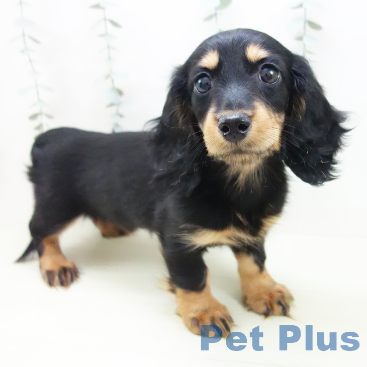 ミニチュア・ダックスフンド