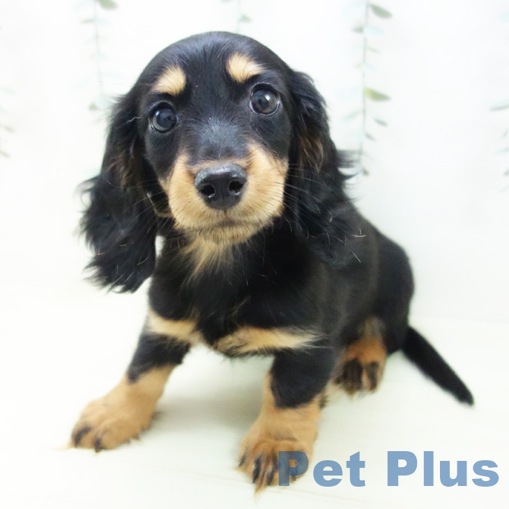 ミニチュア・ダックスフンドの写真2