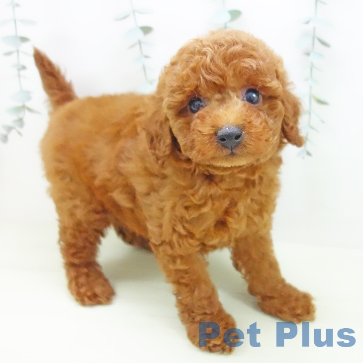 トイ・プードル