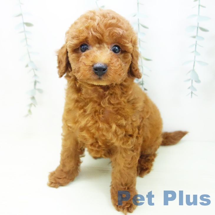 トイ・プードルの写真2