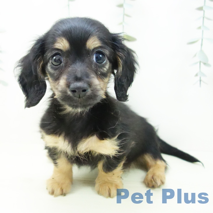 ミニチュア・ダックスフンドの写真2