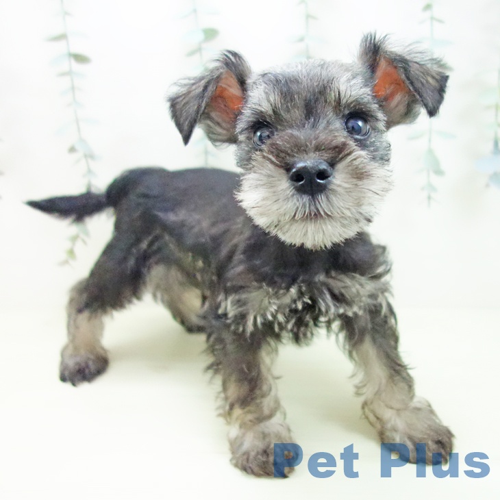 ミニチュア・シュナウザー