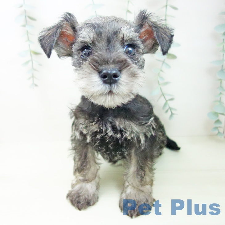 ミニチュア・シュナウザーの写真2