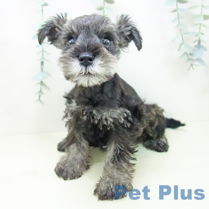 ミニチュア・シュナウザーの写真2