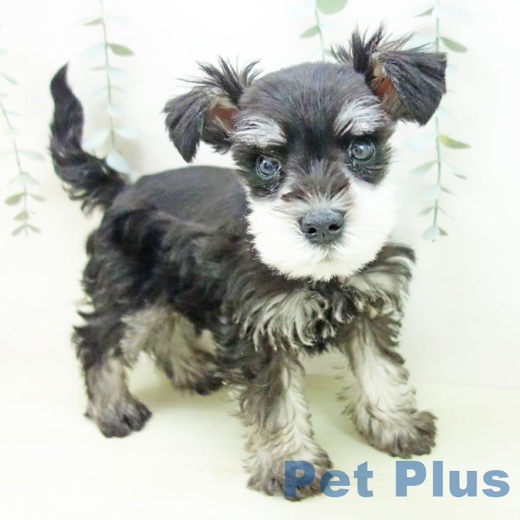 ミニチュア・シュナウザー