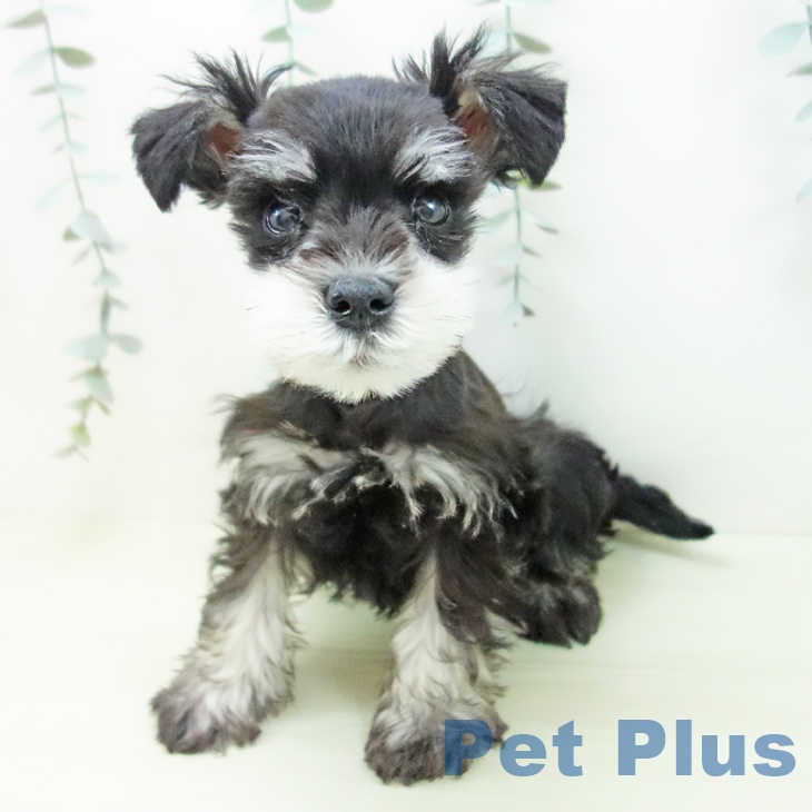 ミニチュア・シュナウザーの写真2