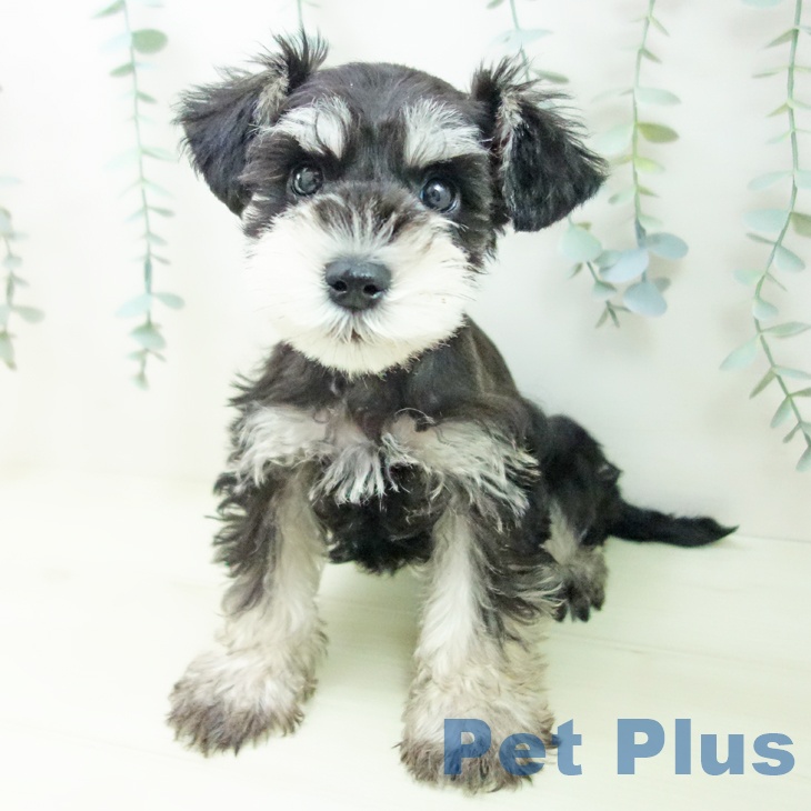 ミニチュア・シュナウザー