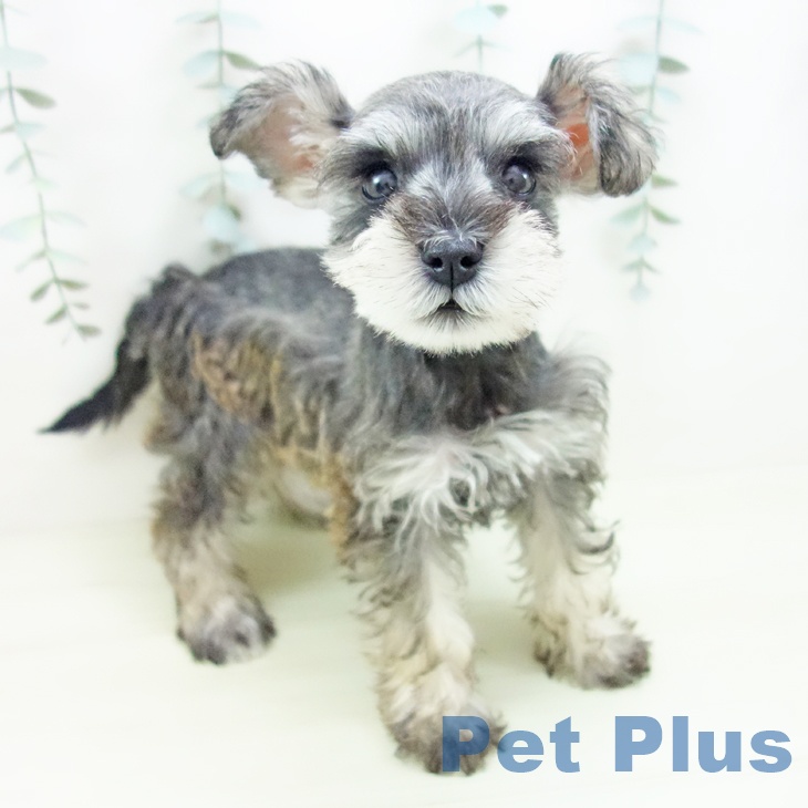 ミニチュア・シュナウザー