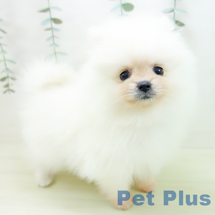 ポメラニアン