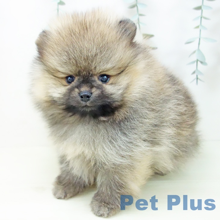 ポメラニアンの写真2