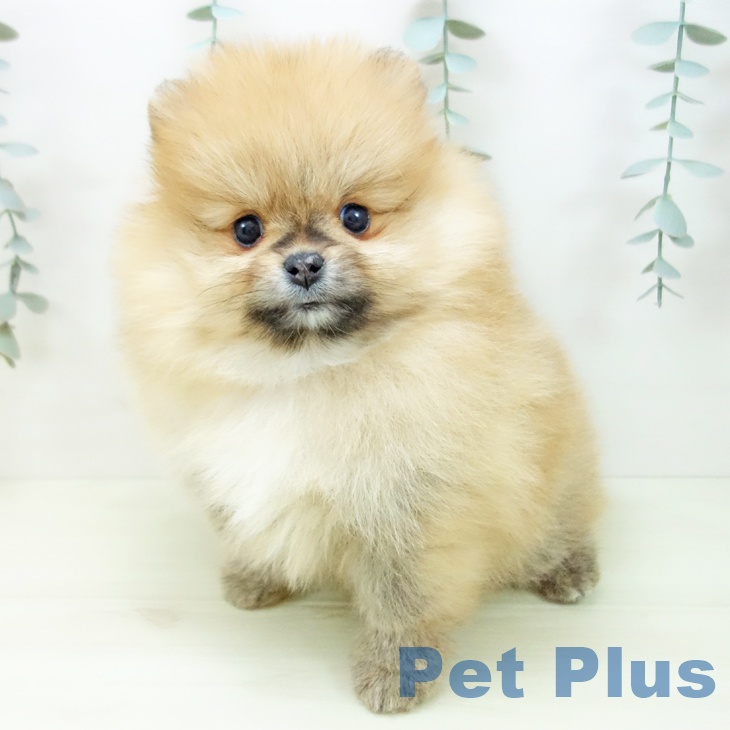 ポメラニアンの写真2