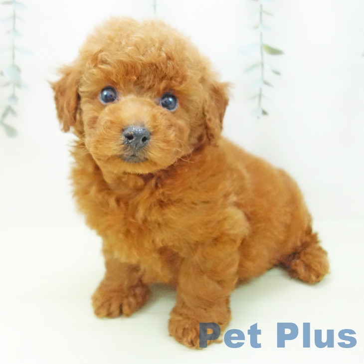 トイ・プードル