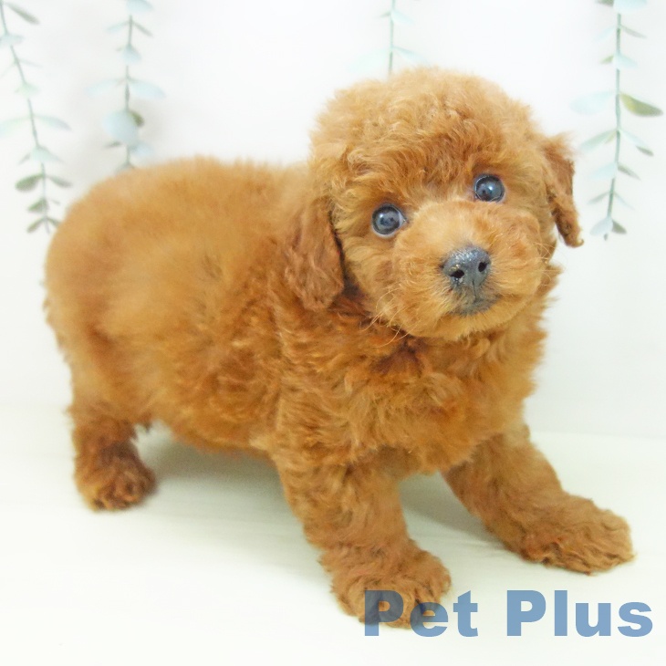 トイ・プードルの写真2